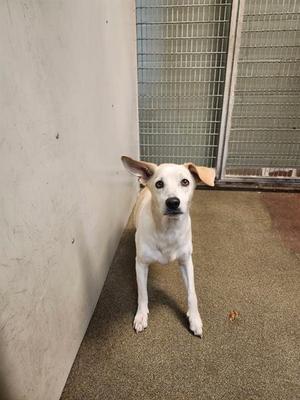 A white dog with floppy ears standing in a kennel