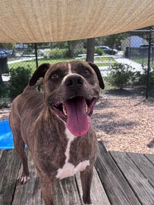 AJAX, Mixed Breed, adult, available for adoption