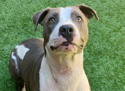 CHICO, Pit Bull Terrier, young, available for adoption