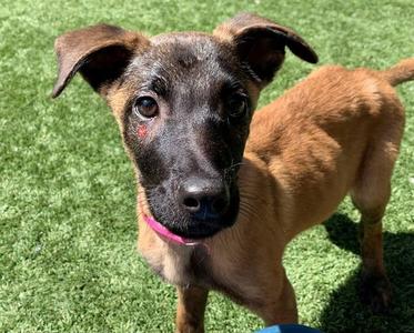 CHERRY, Belgian Shepherd Malinois, puppy, available for adoption