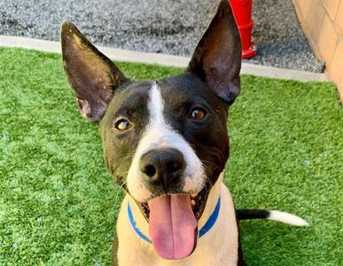 CLIFF, Pit Bull Terrier, adult, available for adoption