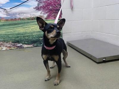 A553028, Chihuahua, senior, available for adoption