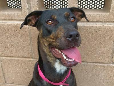 COREY, Pit Bull Terrier, adult, available for adoption