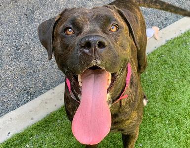 CALISTA, Cane Corso Mastiff, adult, available for adoption