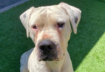 CONAN, Dogo Argentino, adult, available for adoption