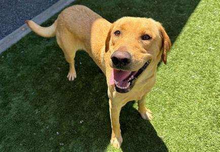 DUG, Labrador Retriever, adult, available for adoption
