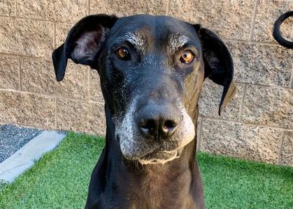 CO BAO, Great Dane, senior, available for adoption