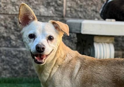 AUSTRA, Chihuahua, senior, available for adoption