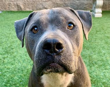 BLUME, Pit Bull Terrier, adult, available for adoption