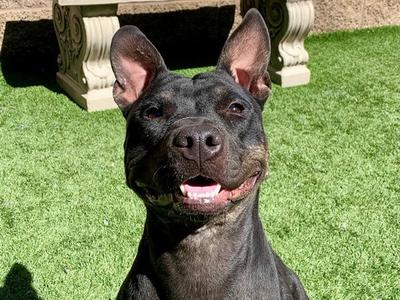 BINDY, Pit Bull Terrier, adult, available for adoption