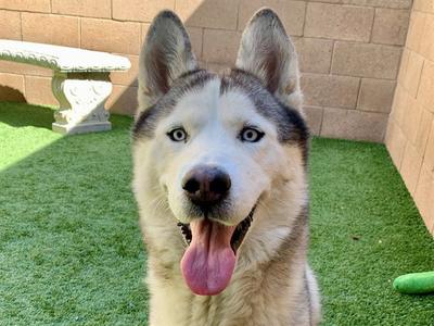 A husky dog with blue eyes and a pink tongue sticking out, sitting on green artificial grass in front of a brick wall.
