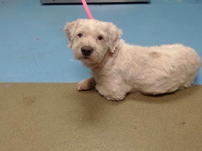 DRAKE, Terrier, adult, available for adoption