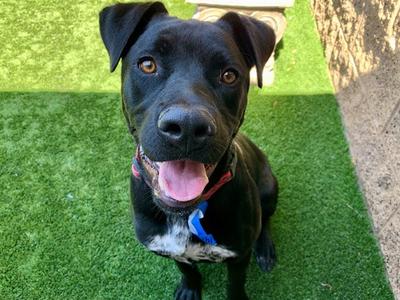 AXEL, Pit Bull Terrier, young, available for adoption