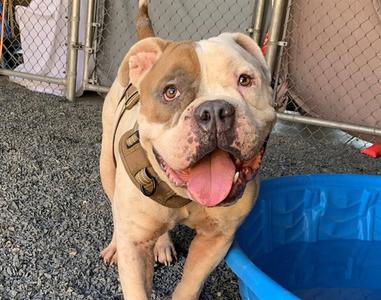 BUBBA, English Bulldog, adult, available for adoption
