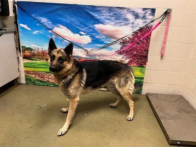 A552933, German Shepherd Dog, adult, available for adoption
