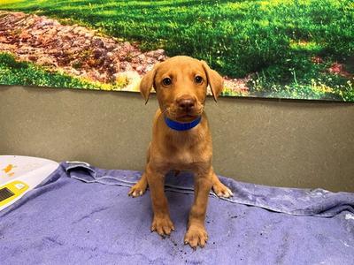 BOSTON, Vizsla, puppy, available for adoption