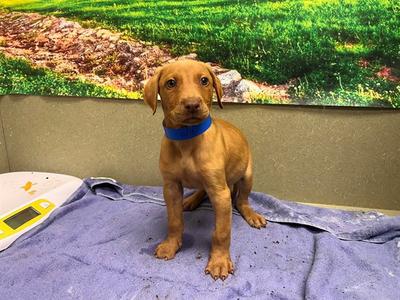 BRYON, Vizsla, puppy, available for adoption