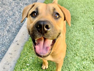CHATA, Pit Bull Terrier, young, available for adoption