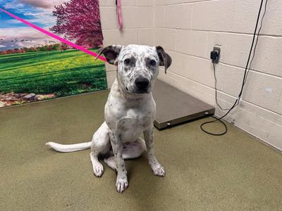 A553046, Australian Cattle Dog/Blue Heeler / Pit Bull Terrier, adult, available for adoption