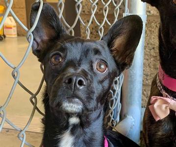 CAMI, French Bulldog, young, available for adoption
