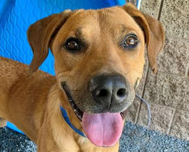DAGGARD, Rhodesian Ridgeback, young, available for adoption