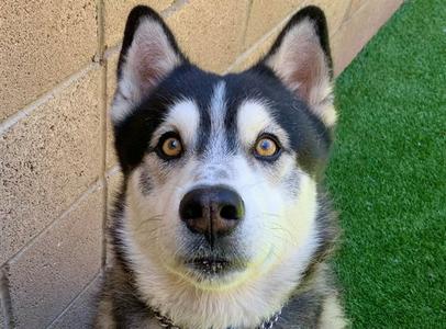 D'ARTAGNAN, Siberian Husky, adult, available for adoption