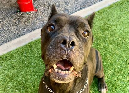 ARMA, Cane Corso Mastiff, adult, available for adoption