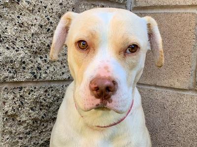 CHELSEA, Pit Bull Terrier, young, available for adoption
