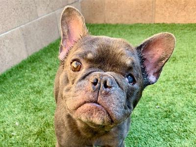 CAMPBELL, French Bulldog, adult, available for adoption