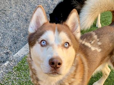 CUDI, Siberian Husky, adult, available for adoption