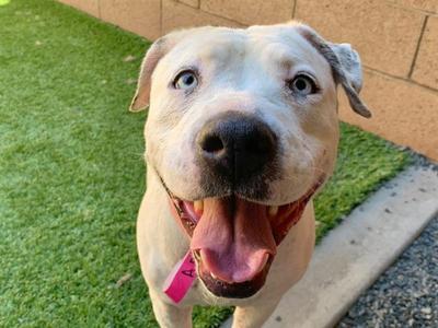 ALANDRA, Pit Bull Terrier, adult, available for adoption