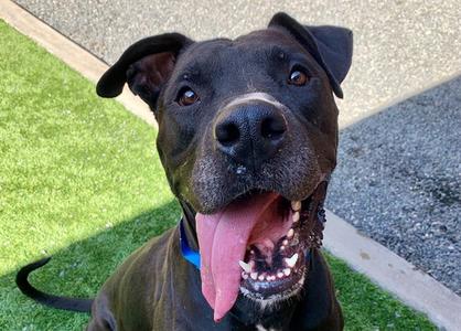 AKUMARU, Pit Bull Terrier / Great Dane, adult, available for adoption