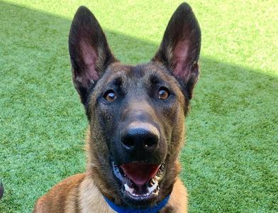 BALLOW, Belgian Shepherd Malinois, young, available for adoption