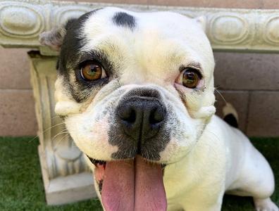 CHUNNA, French Bulldog, adult, available for adoption