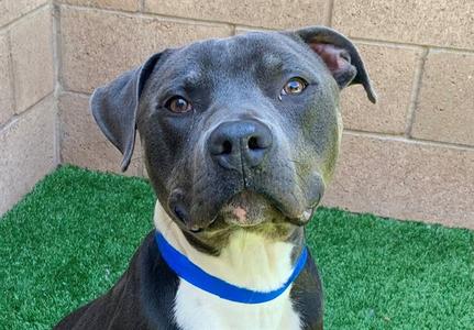 BAXTER, Pit Bull Terrier, adult, available for adoption