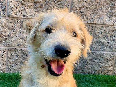 CANDYCORN, Terrier, young, available for adoption