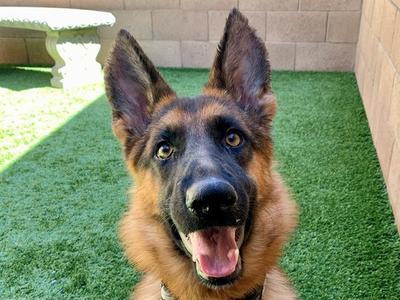 AMBER, German Shepherd Dog, adult, available for adoption