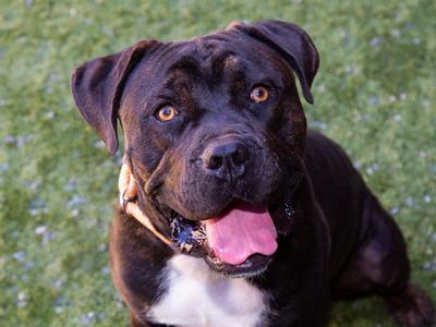 CANNOLI, Mastiff / Pit Bull Terrier, young, available for adoption
