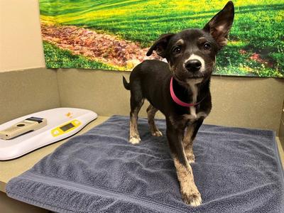 CINDY, German Shepherd Dog, puppy, available for adoption