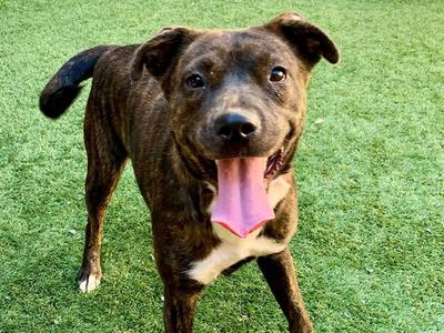 ALENE, Pit Bull Terrier, young, available for adoption