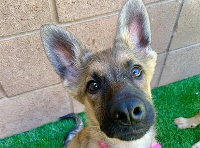 BONNIE, German Shepherd Dog, puppy, available for adoption