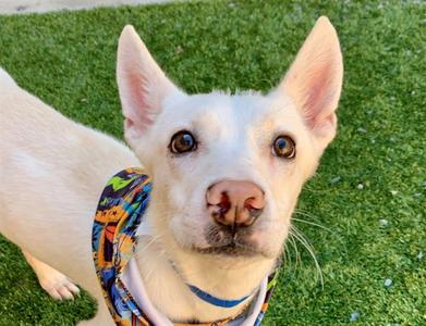 BUSTER, American Eskimo Dog, young, available for adoption