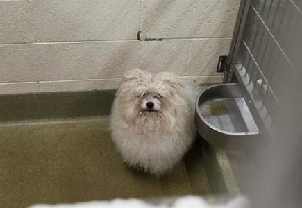 A fluffy white dog sitting in a kennel with a metal water bowl next to it.