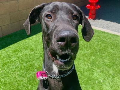 DELTA, Great Dane, adult, available for adoption