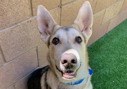 ALASKA, German Shepherd Dog, young, available for adoption