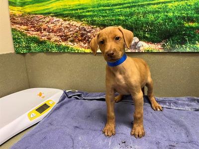 BUFORD, Vizsla, puppy, available for adoption