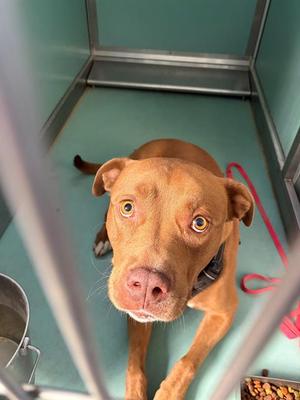 A554542, Pit Bull Terrier, adult, available for adoption