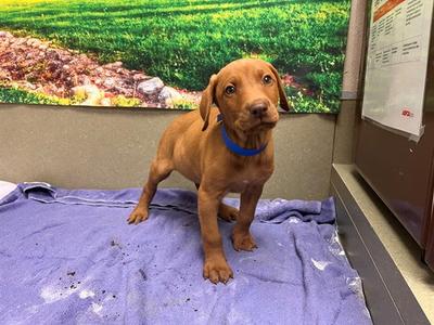 BRANDON, Vizsla, puppy, available for adoption