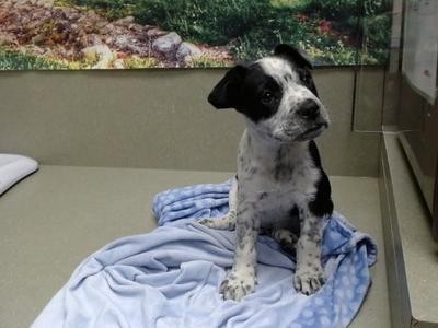 A554615, Australian Cattle Dog/Blue Heeler, puppy, available for adoption