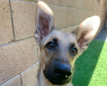CLYDE, German Shepherd Dog, young, available for adoption
